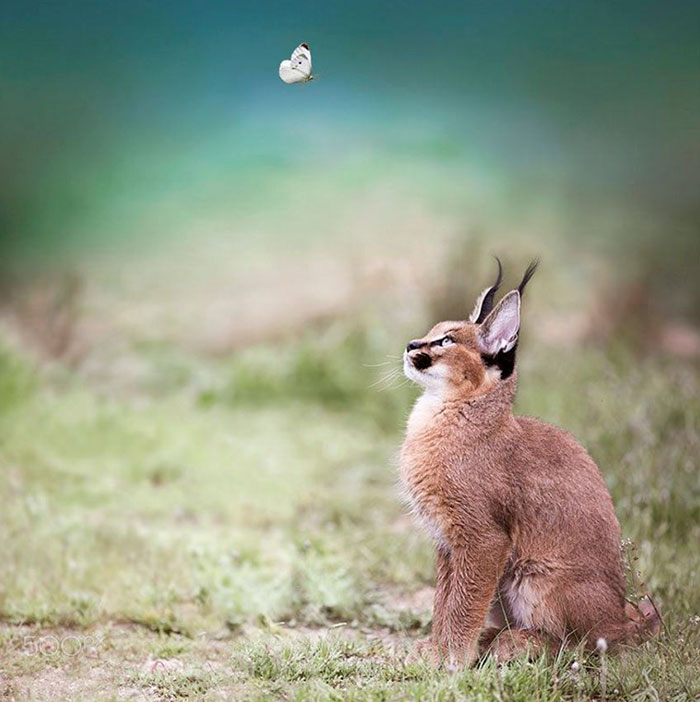 /storage/shares/uploads/files/cute-baby-caracals-20-57fb7735da5a8__700.jpg