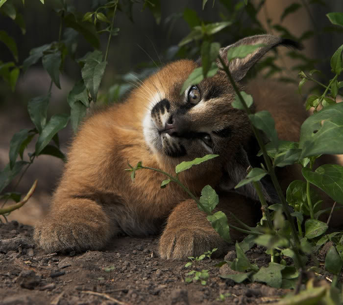 /storage/shares/uploads/files/cute-baby-caracals-25-57fb79bbac45d__700.jpg