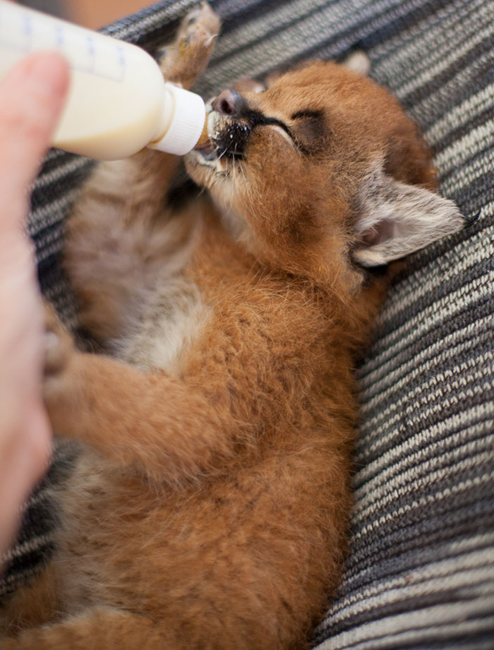 /storage/shares/uploads/files/cute-baby-caracals-26-57fb7a8151a5a__700.jpg