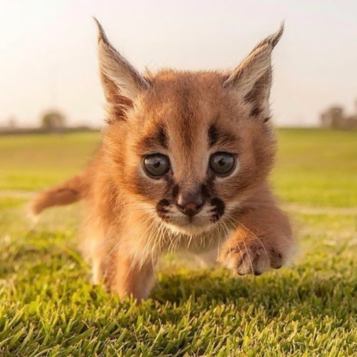 /storage/shares/uploads/files/cute-baby-caracals-29.jpg