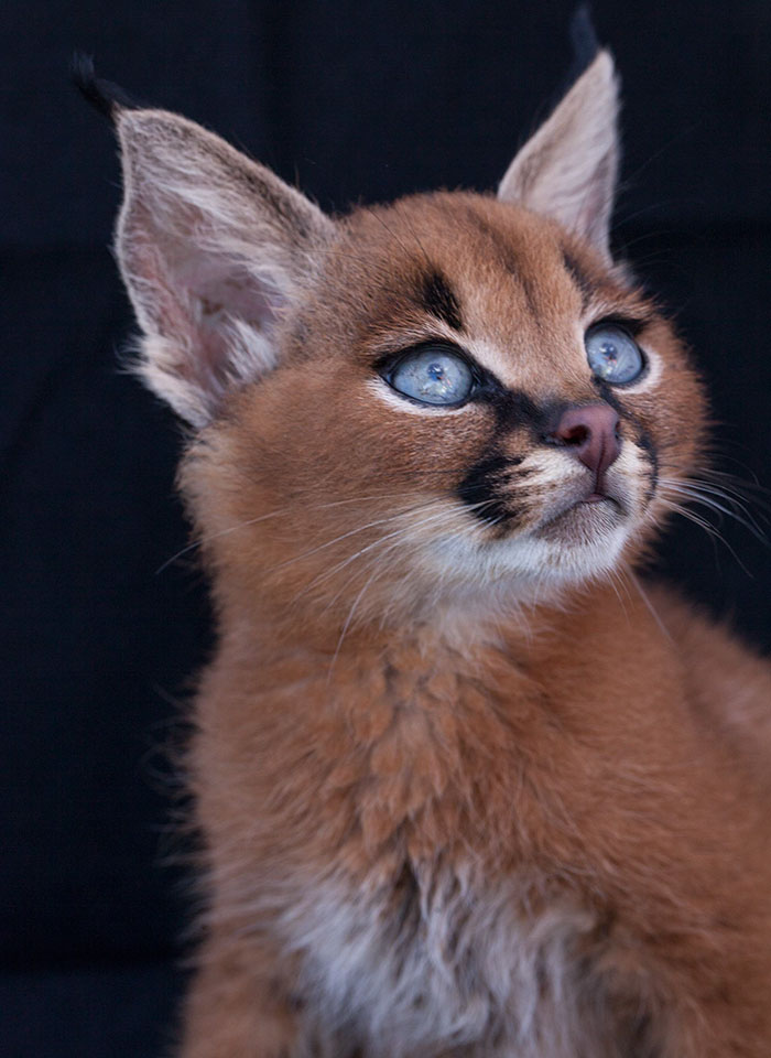 /storage/shares/uploads/files/cute-baby-caracals-6-57fb5c41e28e0__700.jpg
