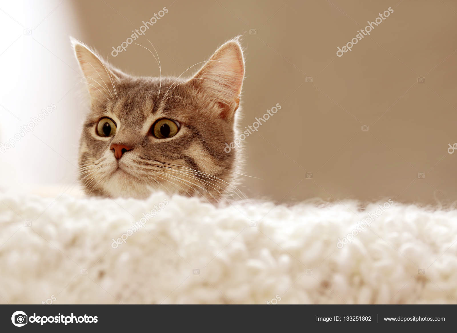 /storage/shares/uploads/files/depositphotos_133251802-stock-photo-cute-cat-on-couch.jpg