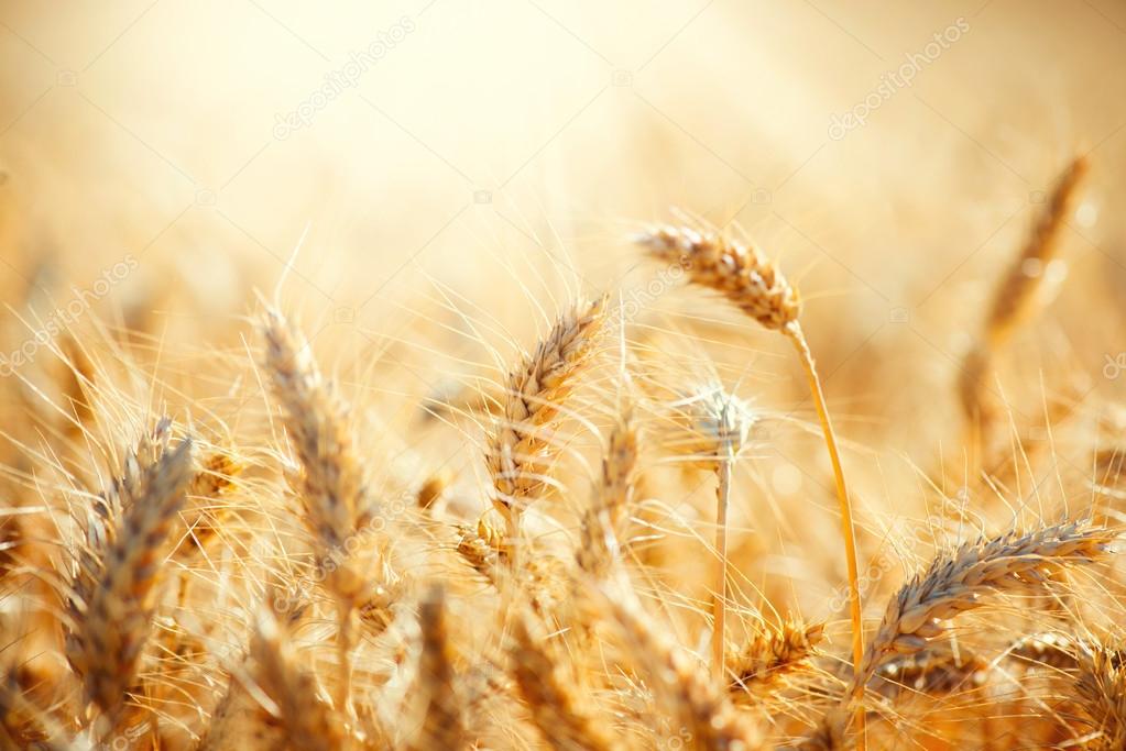 /storage/shares/uploads/files/depositphotos_29984945-stock-photo-field-of-dry-golden-wheat.jpg