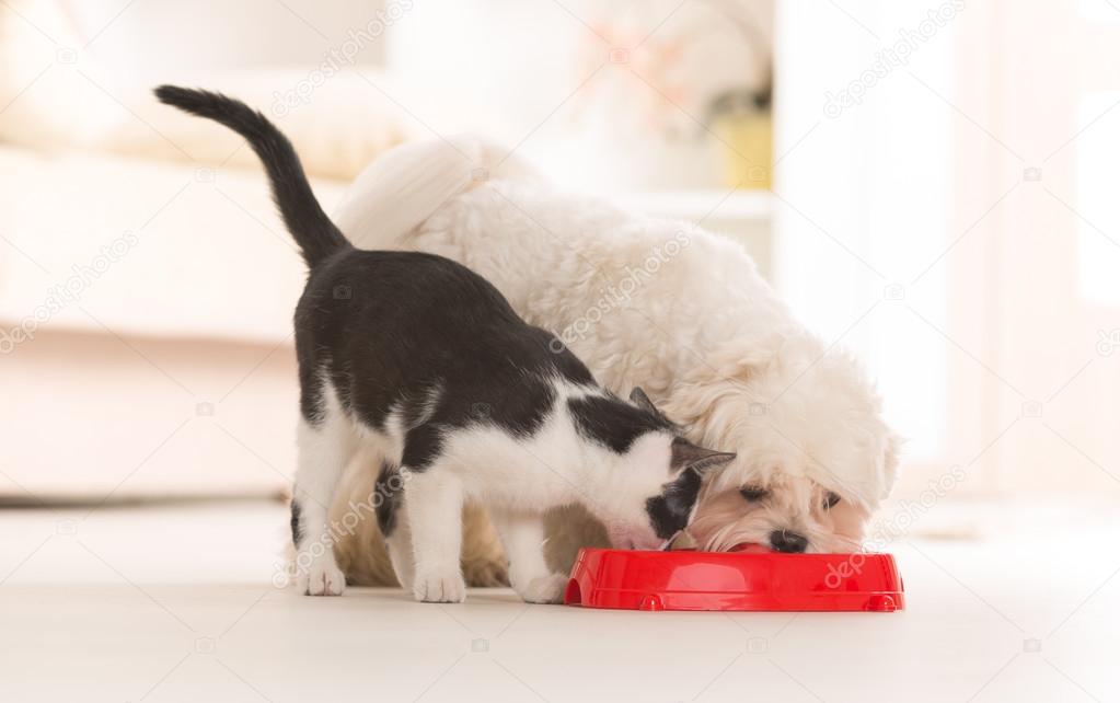 /storage/shares/uploads/files/depositphotos_39165371-stock-photo-dog-and-cat-eating-food.jpg