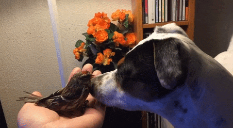 /storage/shares/uploads/files/dog-saves-unconscious-bird-diamond-iceland-1.gif