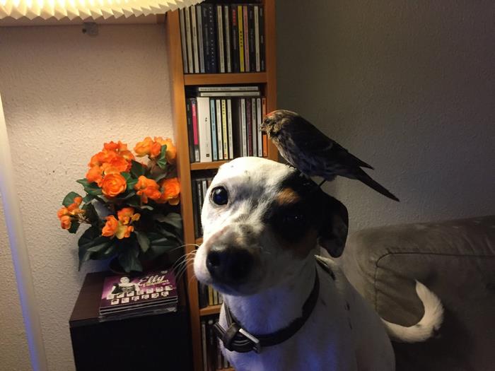 /storage/shares/uploads/files/dog-saves-unconscious-bird-diamond-iceland-5%20%281%29.jpg