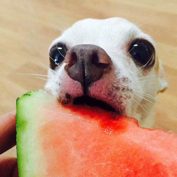 /storage/shares/uploads/files/dog2.jpg