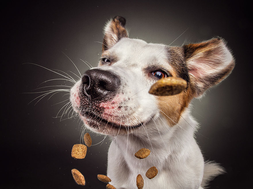 /storage/shares/uploads/files/dogs-catching-treats-fotos-frei-schnauze-christian-vieler-3-57e8d08cdff80__880.jpg