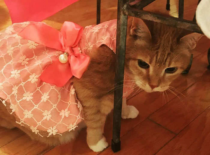 /storage/shares/uploads/files/family-throws-cat-quinceanera-party-luna-4.jpg
