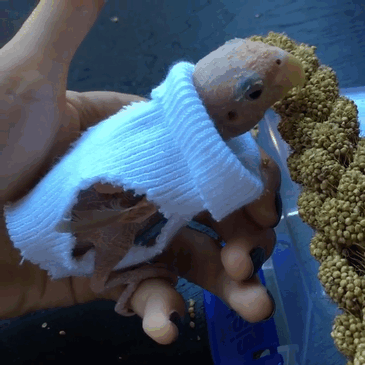 /storage/shares/uploads/files/featherless-lovebird-boston-4.gif