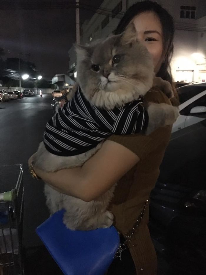 /storage/shares/uploads/files/fluffy-cat-bone-bone-thai-30-58de014eba496__700.jpg