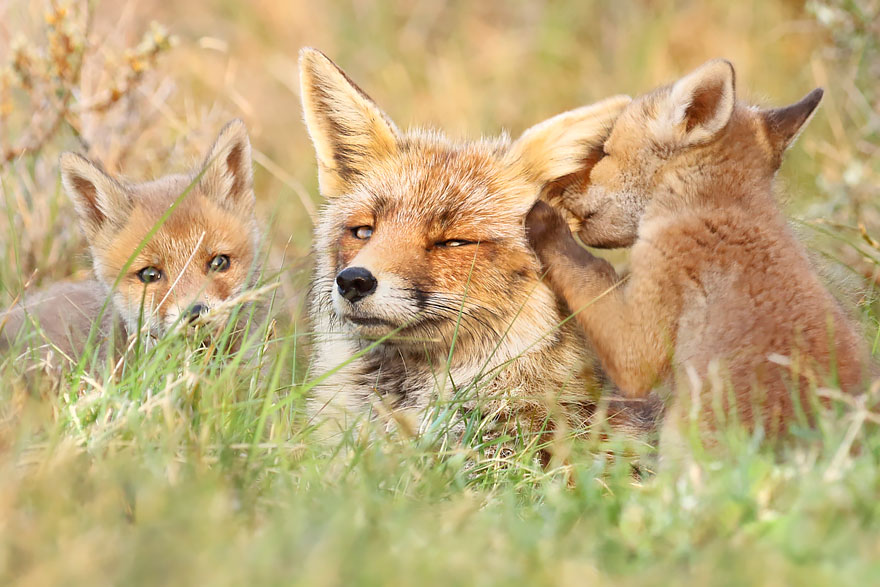 /storage/shares/uploads/files/fox-photography-joke-hulst-10.jpg