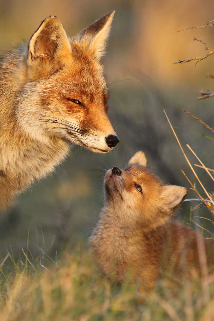 /storage/shares/uploads/files/fox-photography-joke-hulst-11.jpg