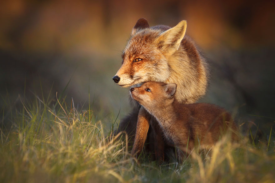 /storage/shares/uploads/files/fox-photography-joke-hulst-12.jpg