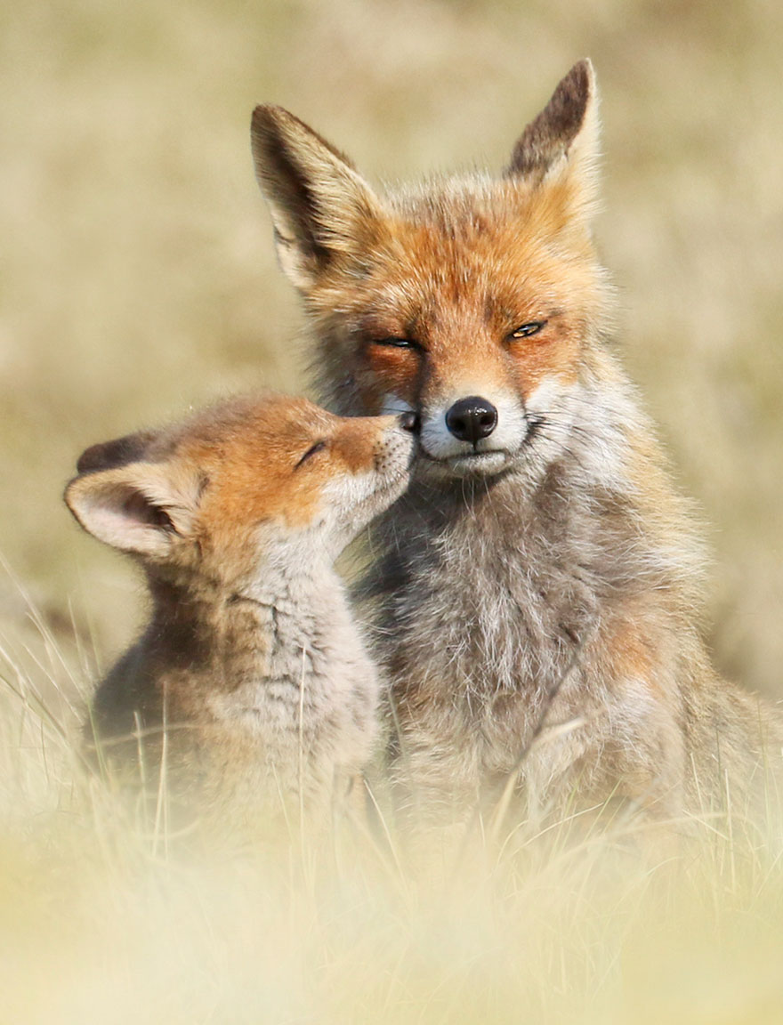 /storage/shares/uploads/files/fox-photography-joke-hulst-13.jpg