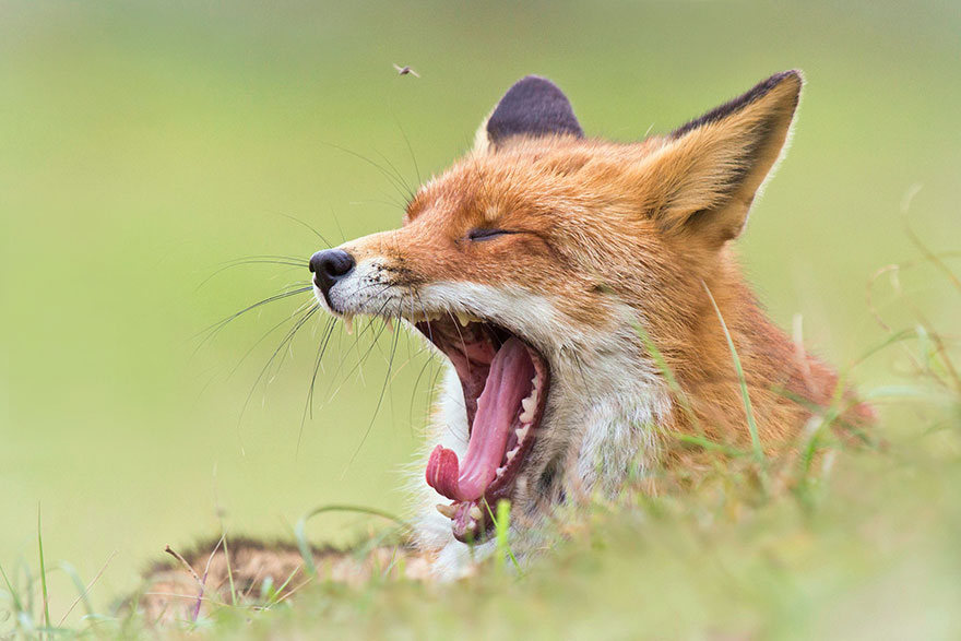 /storage/shares/uploads/files/fox-photography-joke-hulst-5.jpg