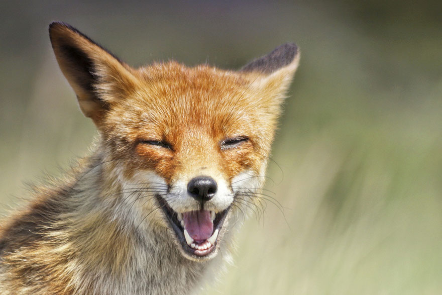 /storage/shares/uploads/files/fox-photography-joke-hulst-7.jpg