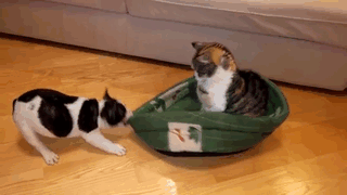 /storage/shares/uploads/files/funny-animals-who-dont-give-a-damn-15-58e2412fc5162__700.gif