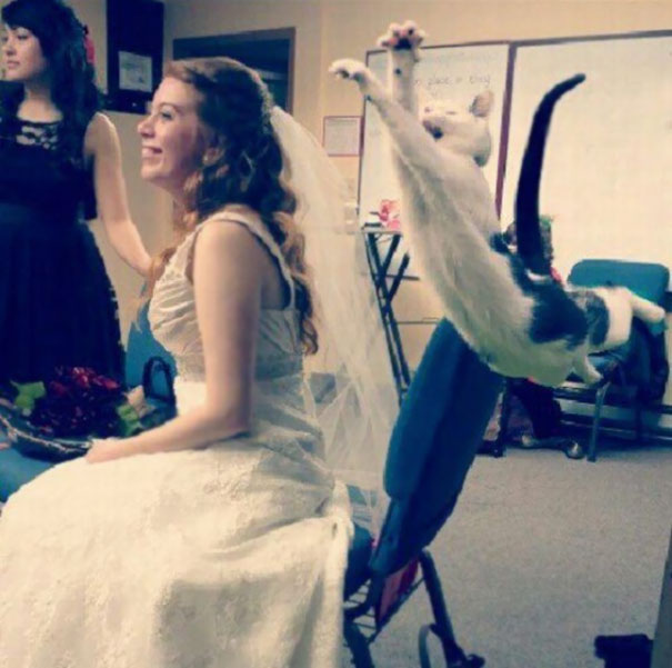 /storage/shares/uploads/files/funny-cat-photobombs-100-58e33f781d127__605.jpg