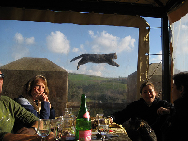 /storage/shares/uploads/files/funny-cat-photobombs-2-58e21c717a021__605.jpg