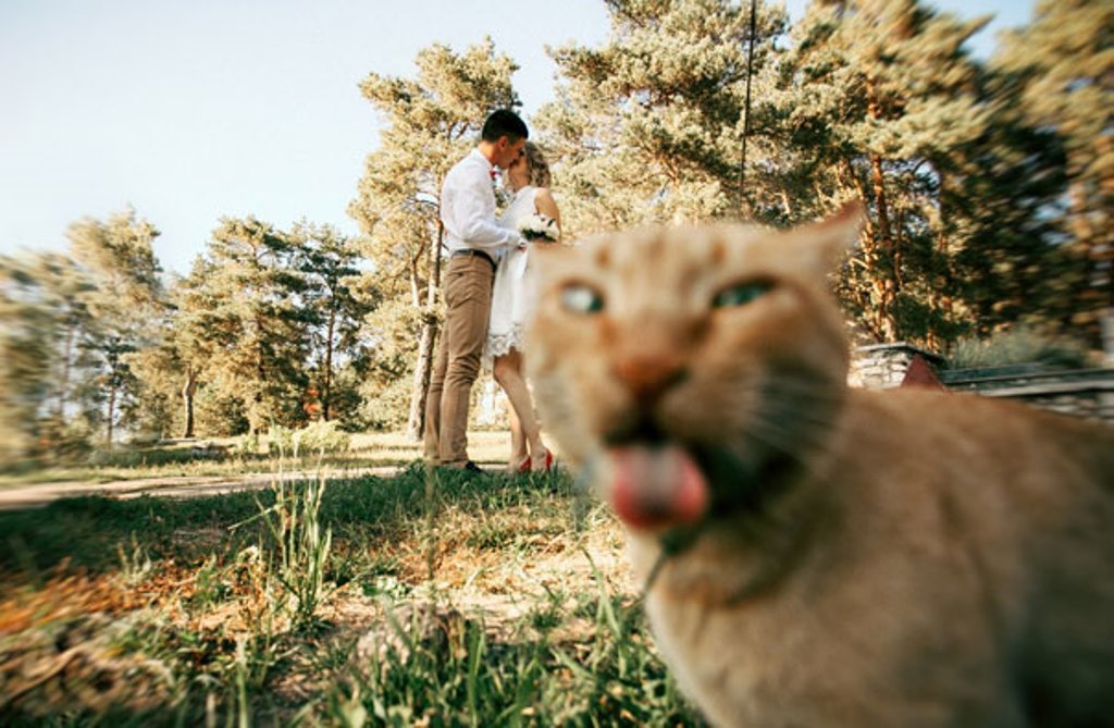 /storage/shares/uploads/files/funny-cat-photobombs-56-58e60f5d64fa4__605.jpg