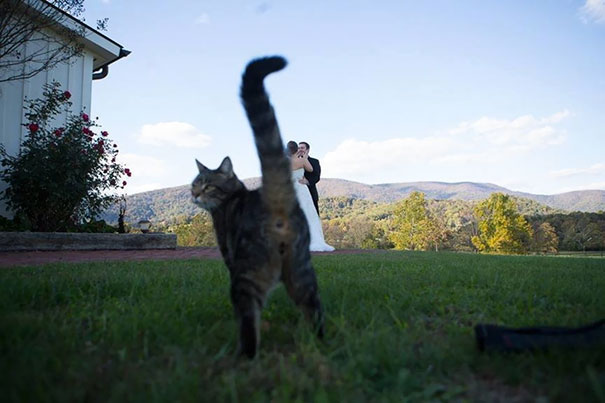 /storage/shares/uploads/files/funny-cat-photobombs-58e234c4ba474__605.jpg