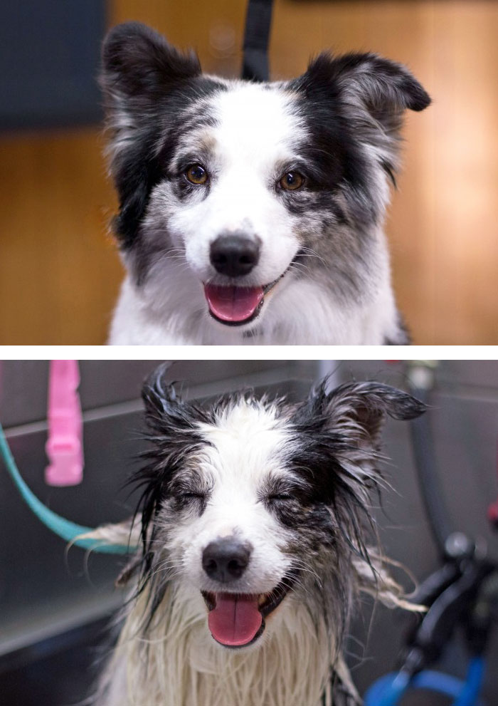 /storage/shares/uploads/files/funny-wet-pets-before-after-bath-dogs-cats-43-5728988e484f3__700.jpg