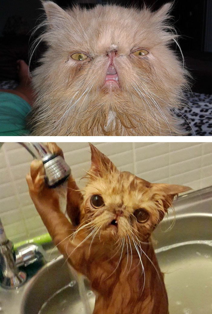 /storage/shares/uploads/files/funny-wet-pets-before-after-bath-dogs-cats-59-572b07f6e128c__700.jpg