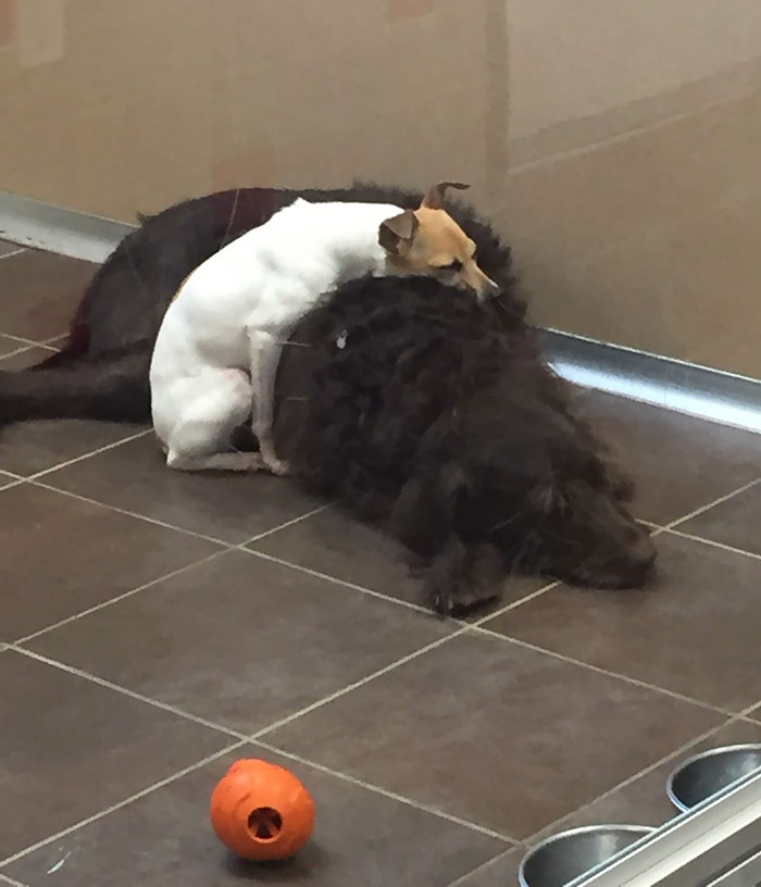 /storage/shares/uploads/files/homeless-dogs-cuddling-8.jpg