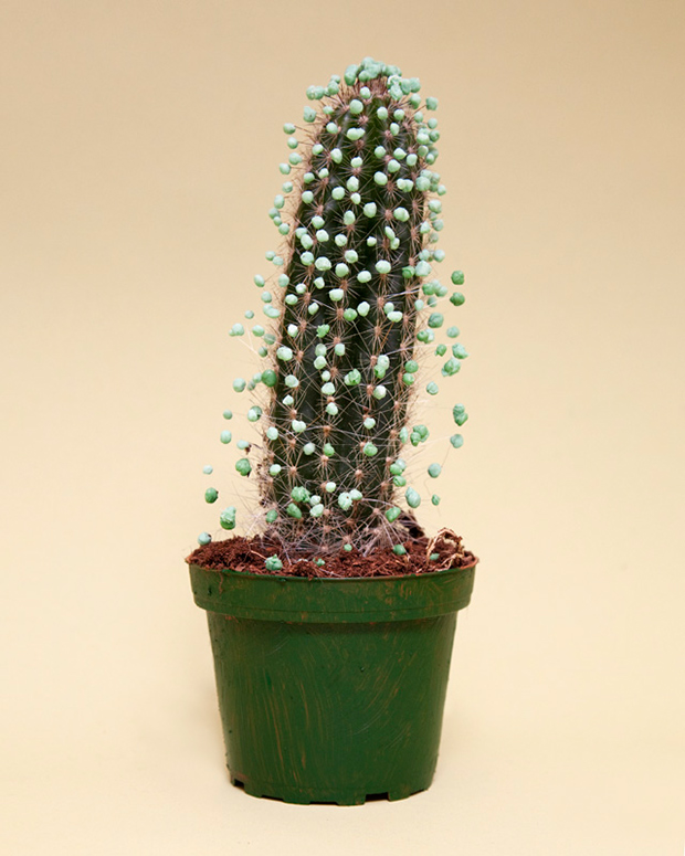 /storage/shares/uploads/files/howtoSafetyProofACactus.jpg