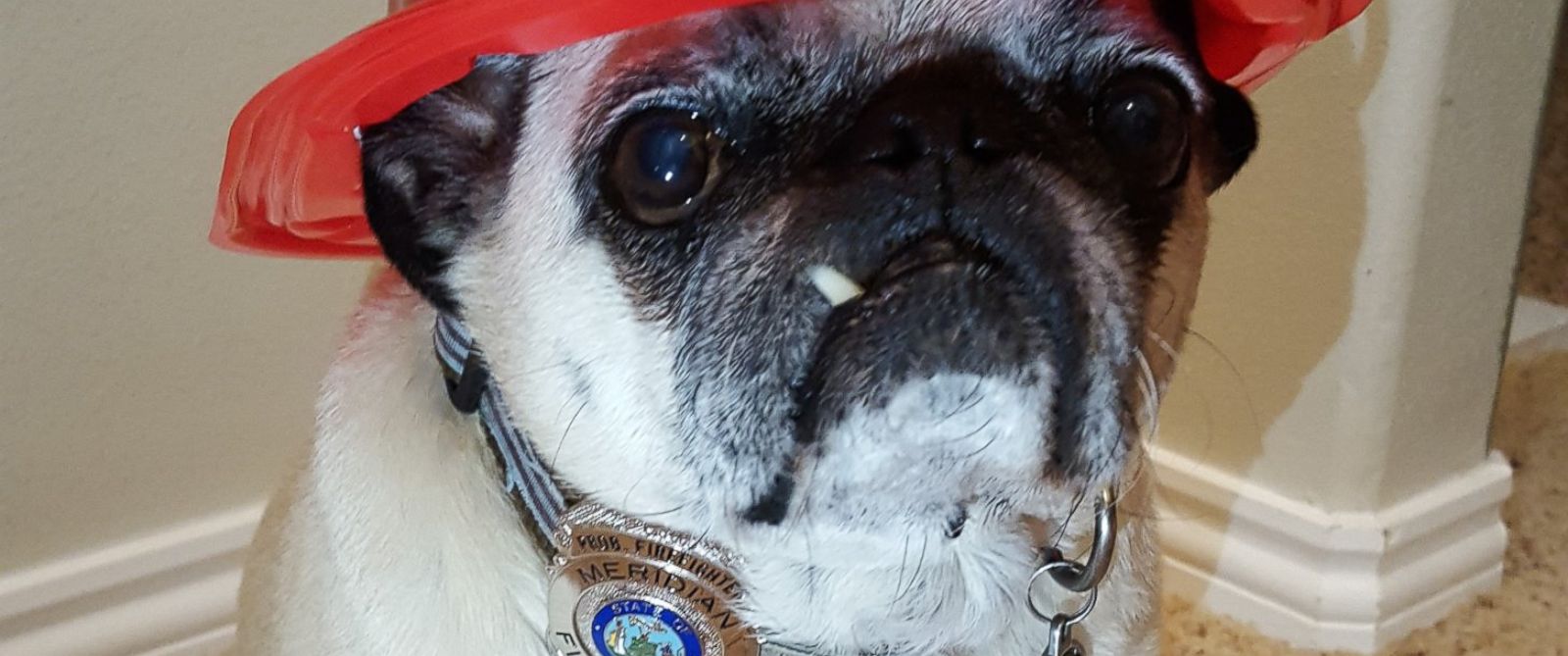 /storage/shares/uploads/files/ht_pug_4_er_161005_12x5_1600.jpg