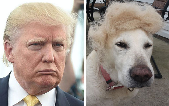 /storage/shares/uploads/files/humans-look-like-dogs-doppelganger-you-are-dog-now-twitter-85-57a46bdb35185__700.jpg