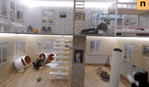 /storage/shares/uploads/files/kittens-dollhouse-keeping-up-with-the-kattarshians-0-2.gif