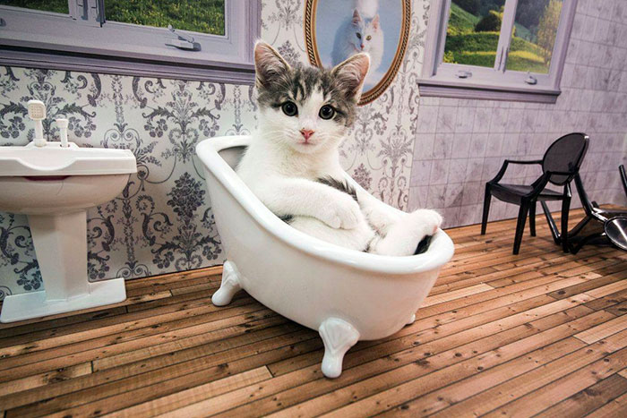 /storage/shares/uploads/files/kittens-dollhouse-keeping-up-with-the-kattarshians-10.jpg