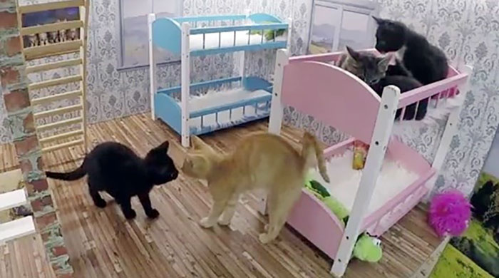 /storage/shares/uploads/files/kittens-dollhouse-keeping-up-with-the-kattarshians-14jpg.jpg