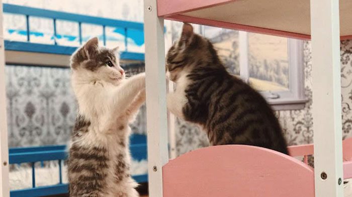 /storage/shares/uploads/files/kittens-dollhouse-keeping-up-with-the-kattarshians-6.jpg