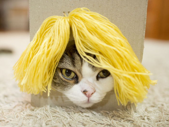 /storage/shares/uploads/files/maru-cat-box-hairstyles-1-58e48de35ddcc__700.jpg