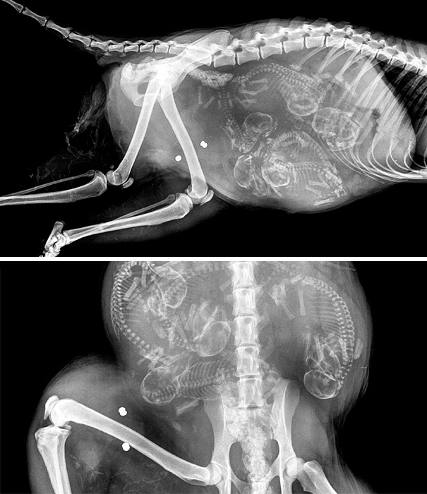 /storage/shares/uploads/files/pregnant-animals-x-rays-18-5822fce3361a0__605.jpg