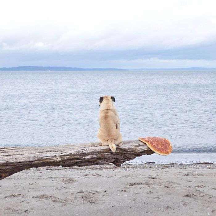 /storage/shares/uploads/files/pug-norm-adventures-jeremy-veach-106-5821a2beb8e8b__700.jpg