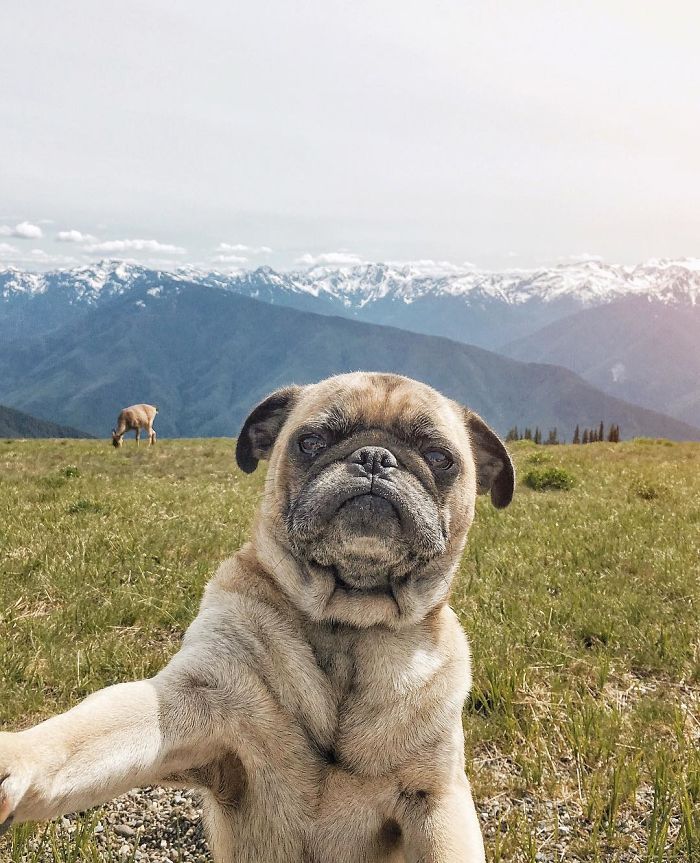 /storage/shares/uploads/files/pug-norm-adventures-jeremy-veach-11-5821a1c6d4ae2__700.jpg