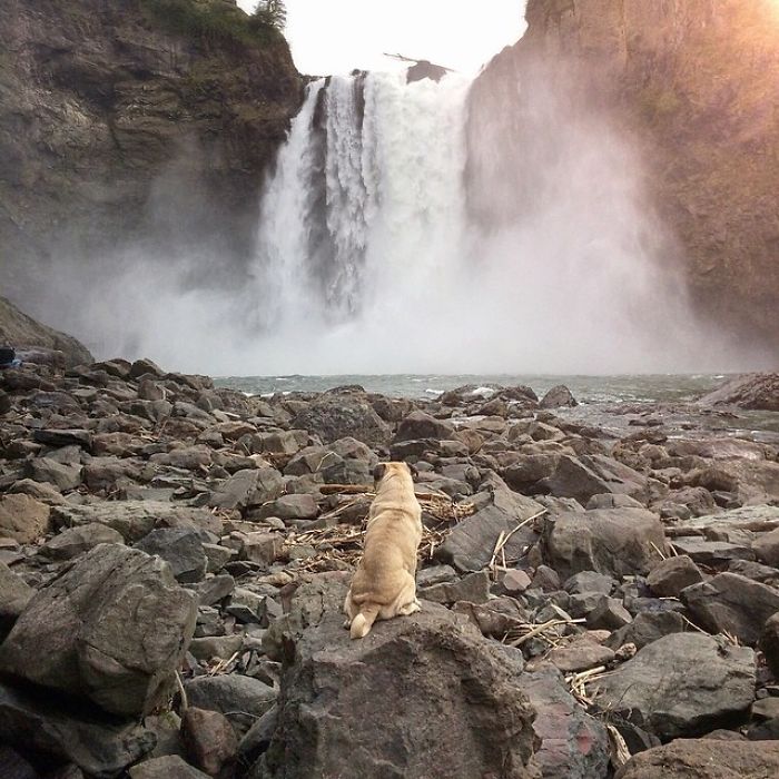 /storage/shares/uploads/files/pug-norm-adventures-jeremy-veach-138-5821a30897087__700.jpg