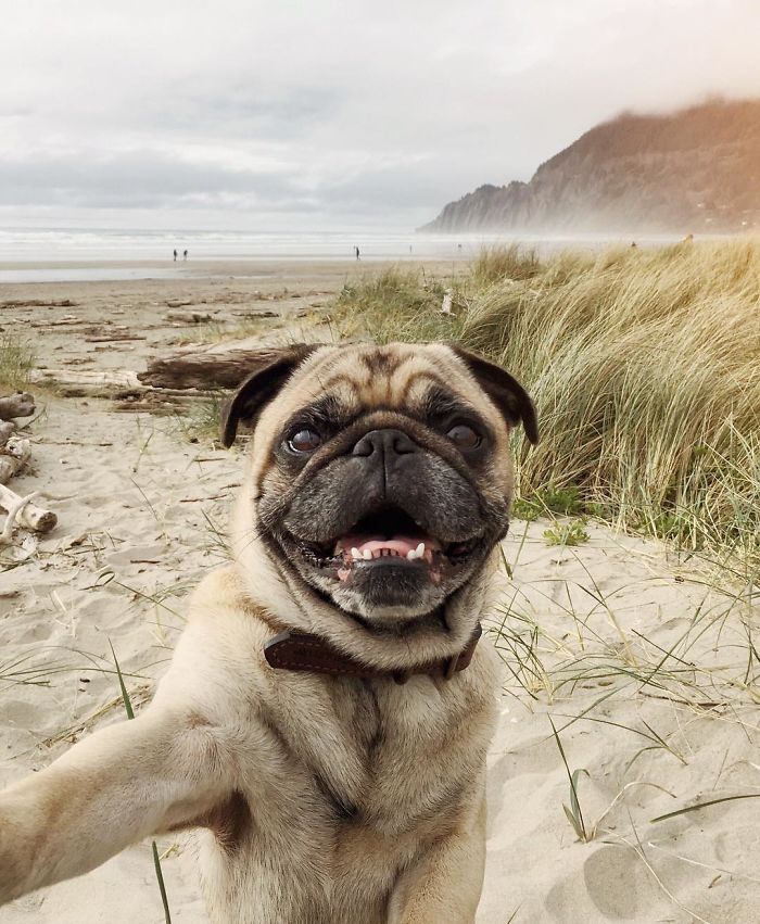 /storage/shares/uploads/files/pug-norm-adventures-jeremy-veach-18-5821a1dabc402__700.jpg