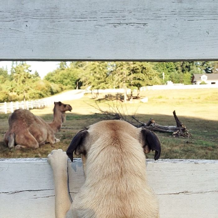 /storage/shares/uploads/files/pug-norm-adventures-jeremy-veach-31-5821a1fcd2523__700.jpg