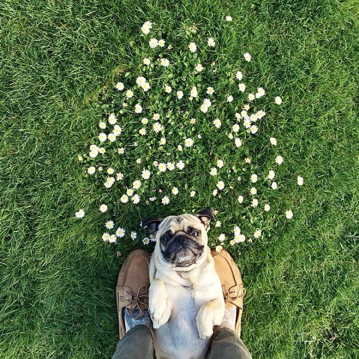 /storage/shares/uploads/files/pug-norm-adventures-jeremy-veach-55-5821a23fa1c15__700.jpg