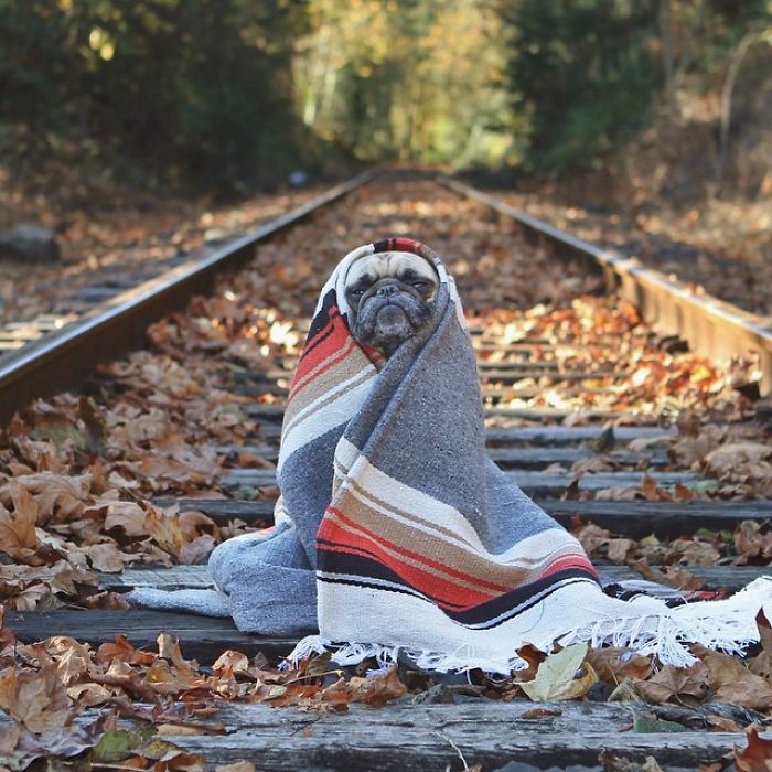 /storage/shares/uploads/files/pug-norm-adventures-jeremy-veach-70-5821a26750a31__700.jpg