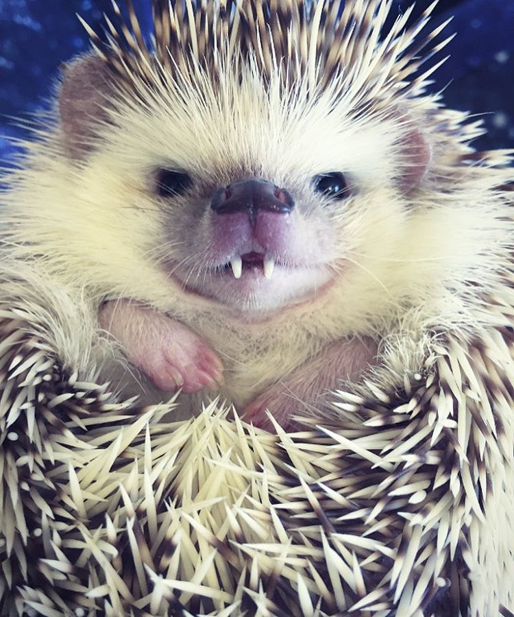 /storage/shares/uploads/files/vampire-hedgehog-fangs-hodge-huffington-10%20%281%29.jpg