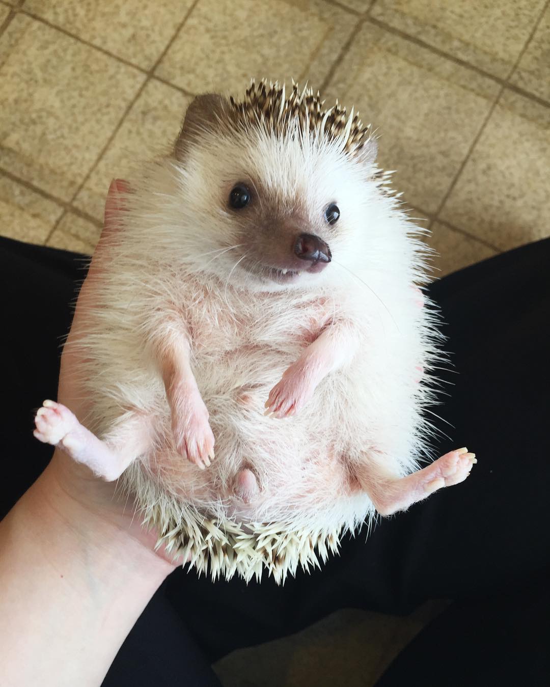 /storage/shares/uploads/files/vampire-hedgehog-fangs-hodge-huffington-2%281%29.jpg
