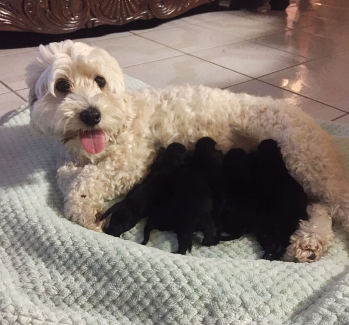 /storage/shares/uploads/files/white-dogs-black-puppies-mocca-texas-1.jpg
