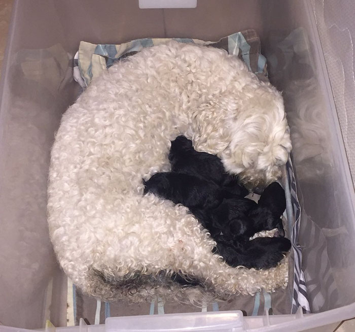 /storage/shares/uploads/files/white-dogs-black-puppies-mocca-texas-4.jpg
