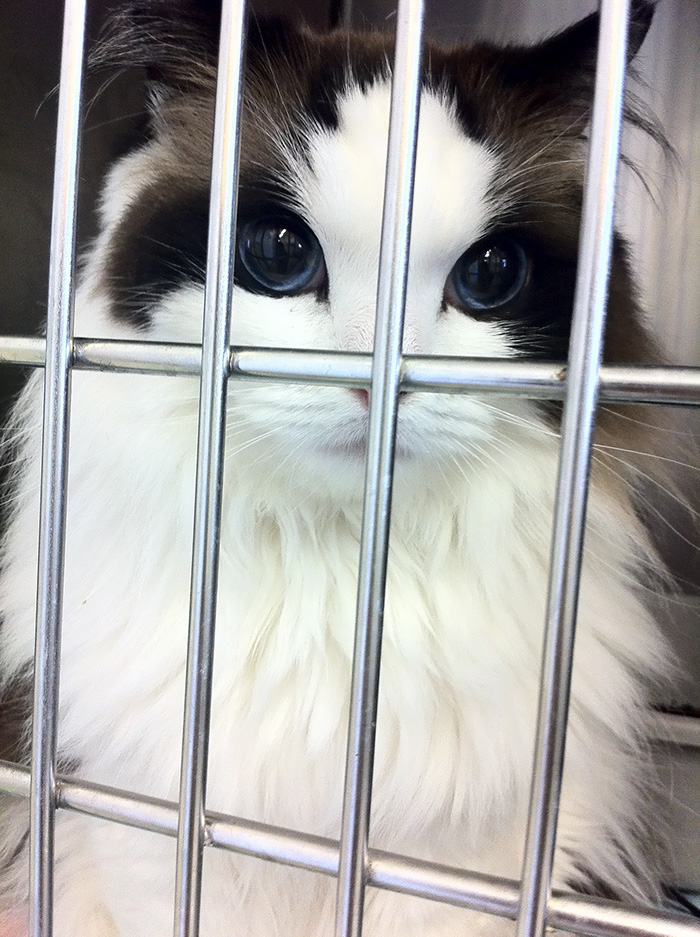 /storage/shares/uploads/files/worlds-most-beautiful-cats-4-57fb53bb6f799__700.jpg